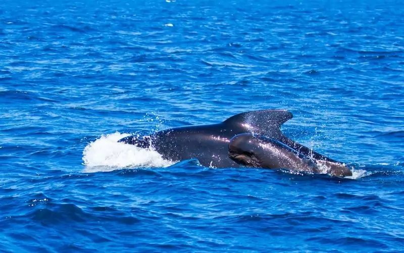 5 Ikan Tercepat Yang Bisa Melaju Di Dalam Air, Bahkan Hingga 69 km/jam Gan