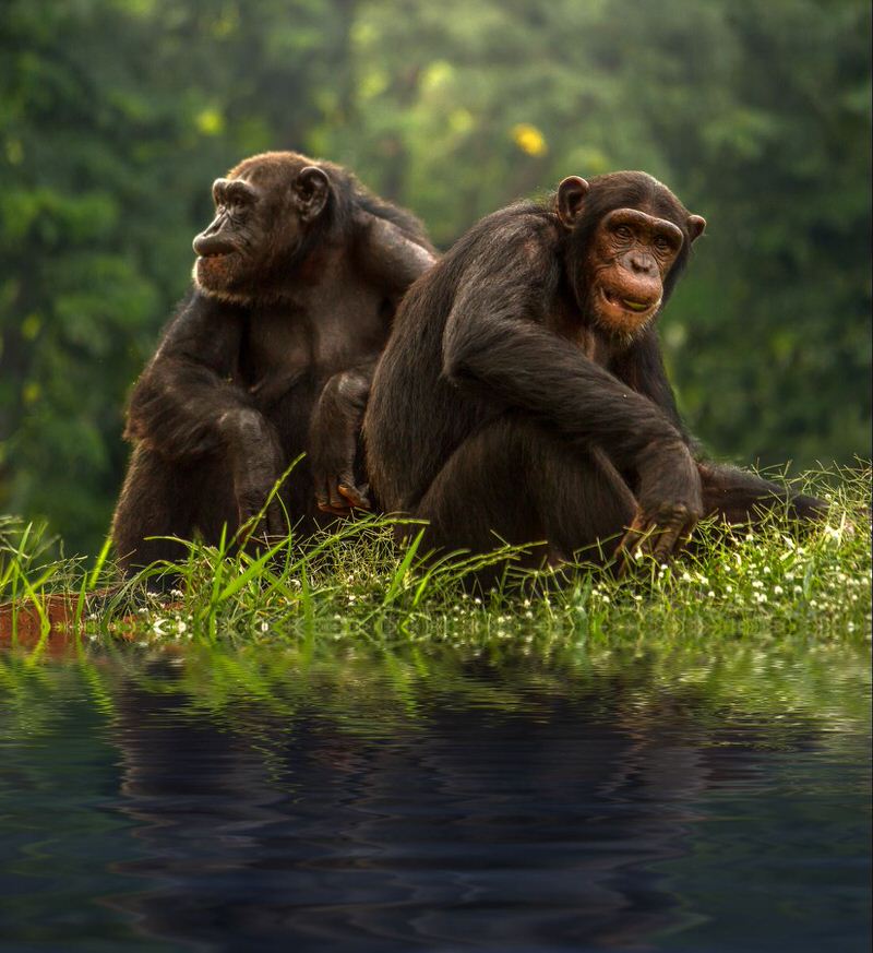 Bonobo Chimpanzee