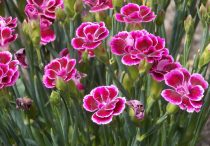 Carnation