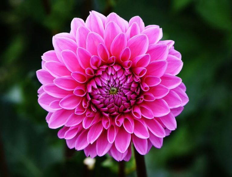 Top 10 Beautiful Flowers in the United States The Mysterious World