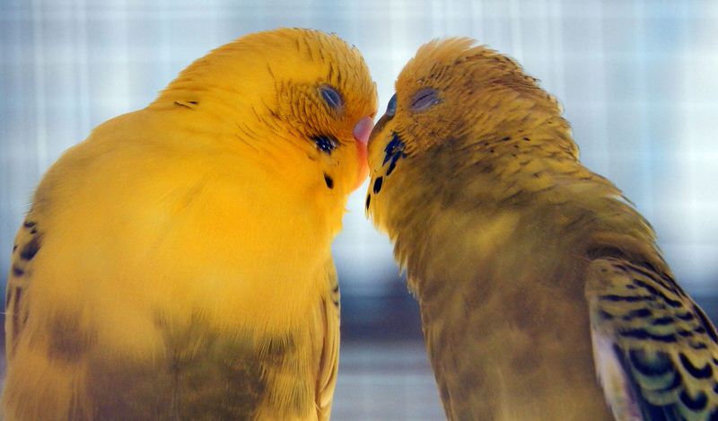10 Most Romantic Animals in the World - The Mysterious World