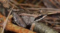Wood Frog