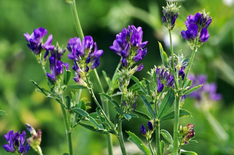 Top 10 Smallest Flowers in the World - The Mysterious World