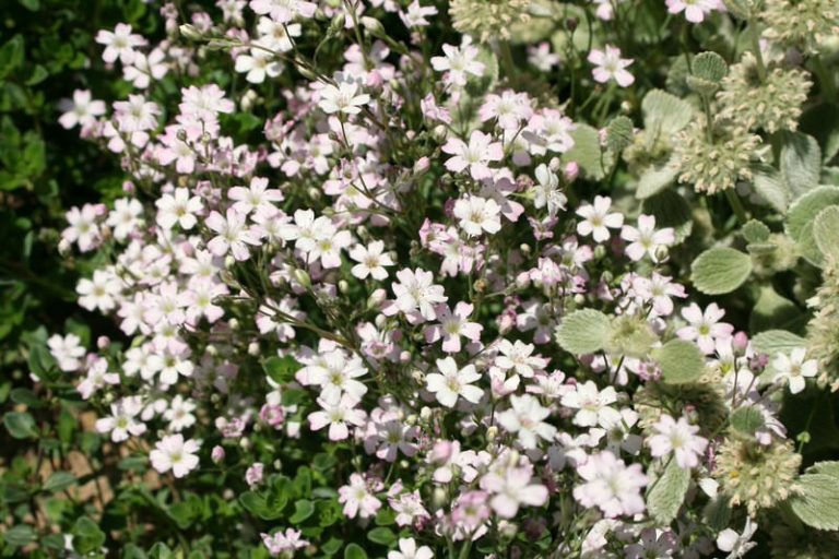 Top 10 Smallest Flowers in the World The Mysterious World