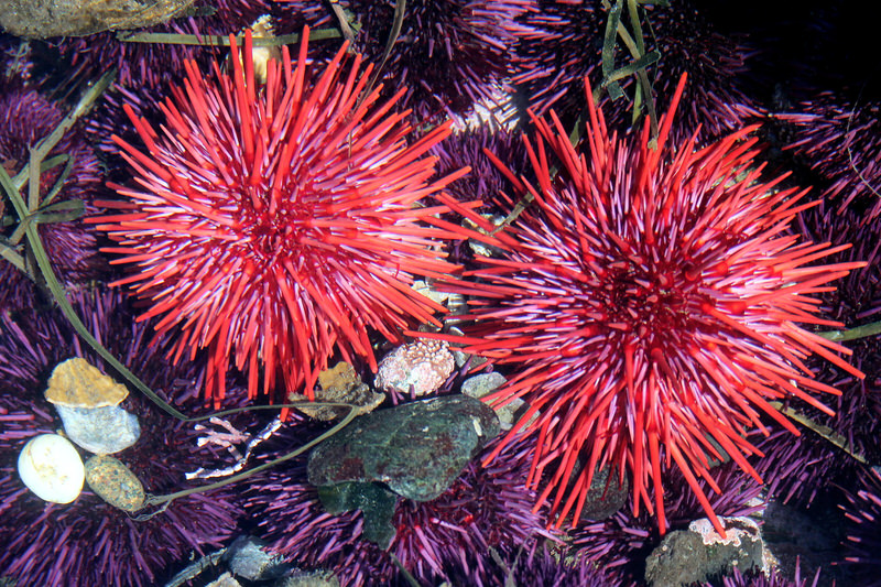 red sea urchins