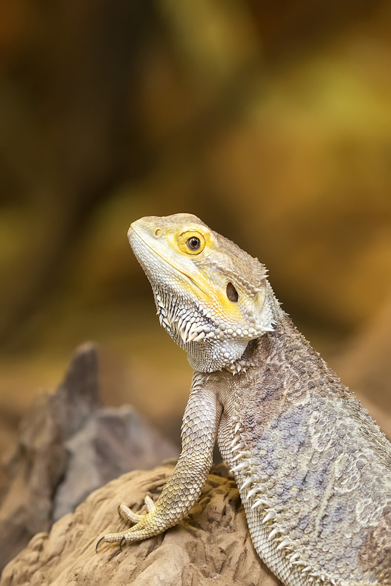 tuatara