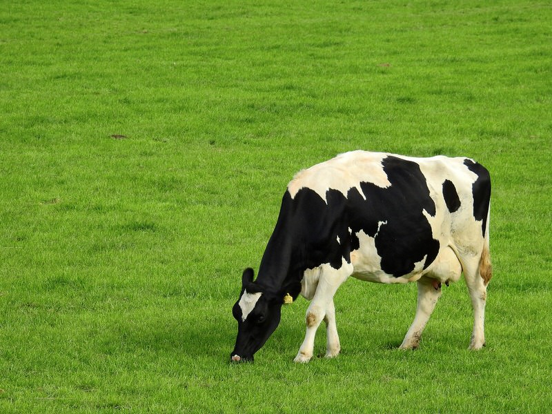 world's tallest bovine