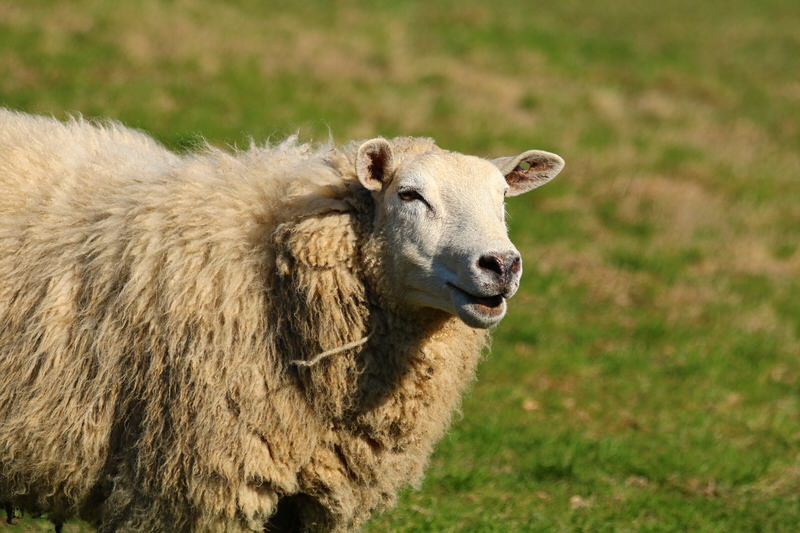 world's woolliest sheep