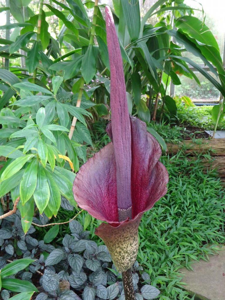 Top 10 ugliest flowers in the world The Mysterious World