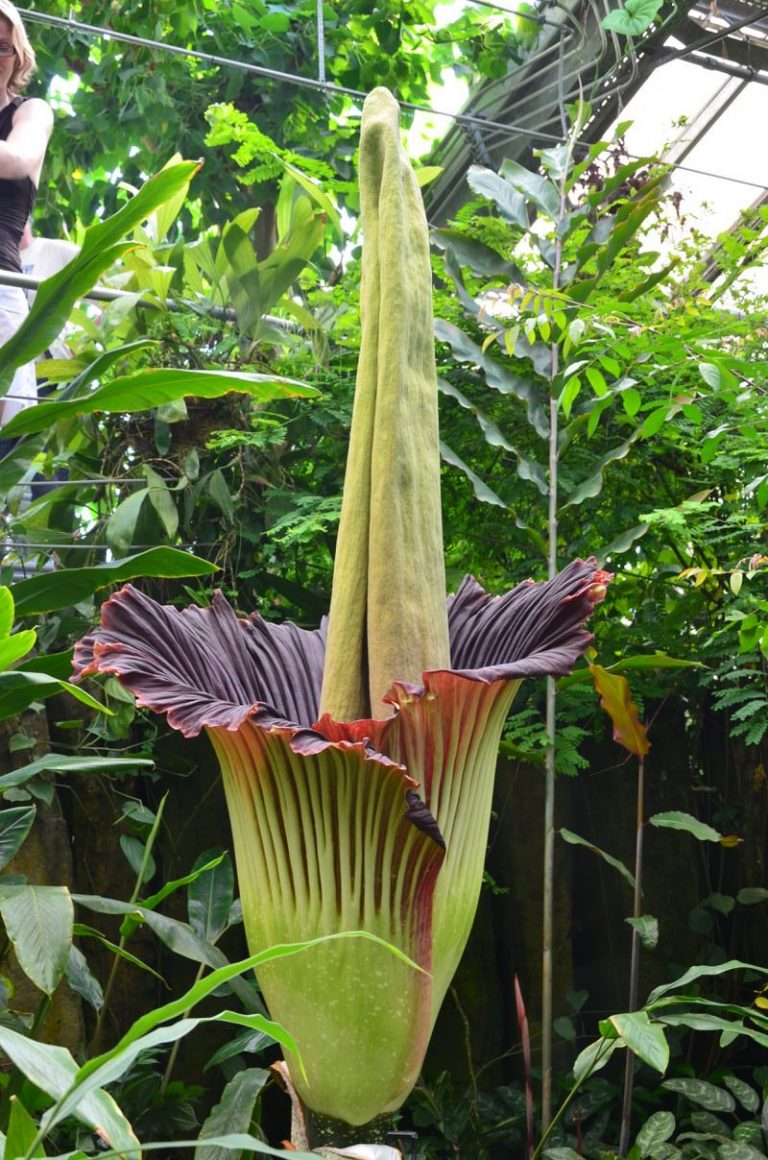 Top 10 ugliest flowers in the world The Mysterious World