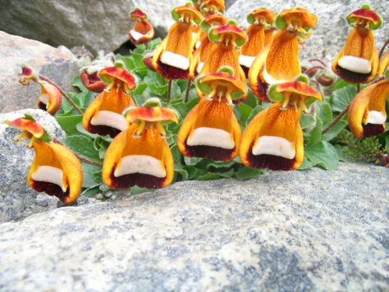 Top 10 ugliest flowers in the world The Mysterious World