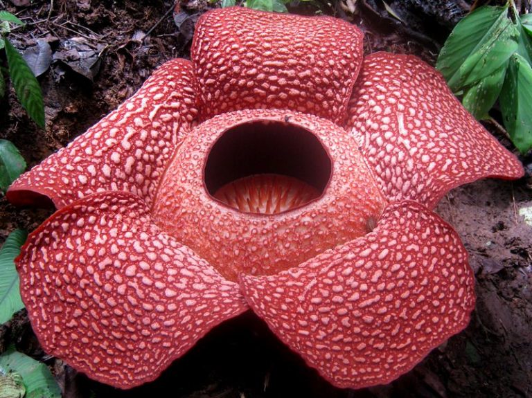 Top 10 ugliest flowers in the world The Mysterious World