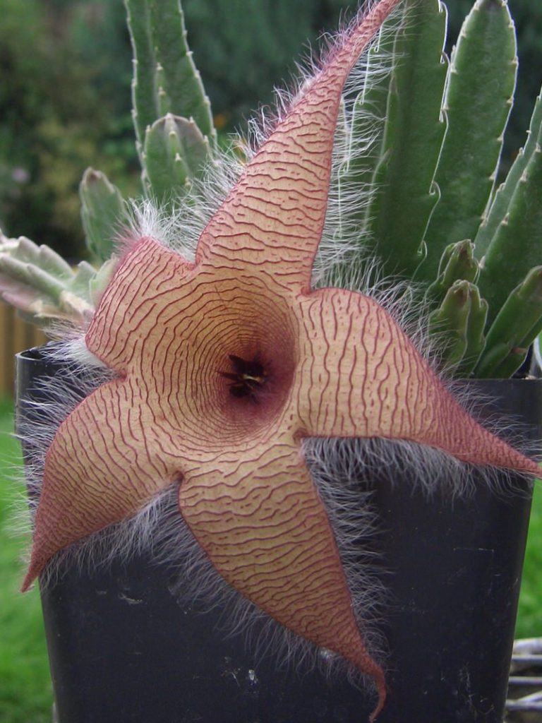Top 10 ugliest flowers in the world The Mysterious World