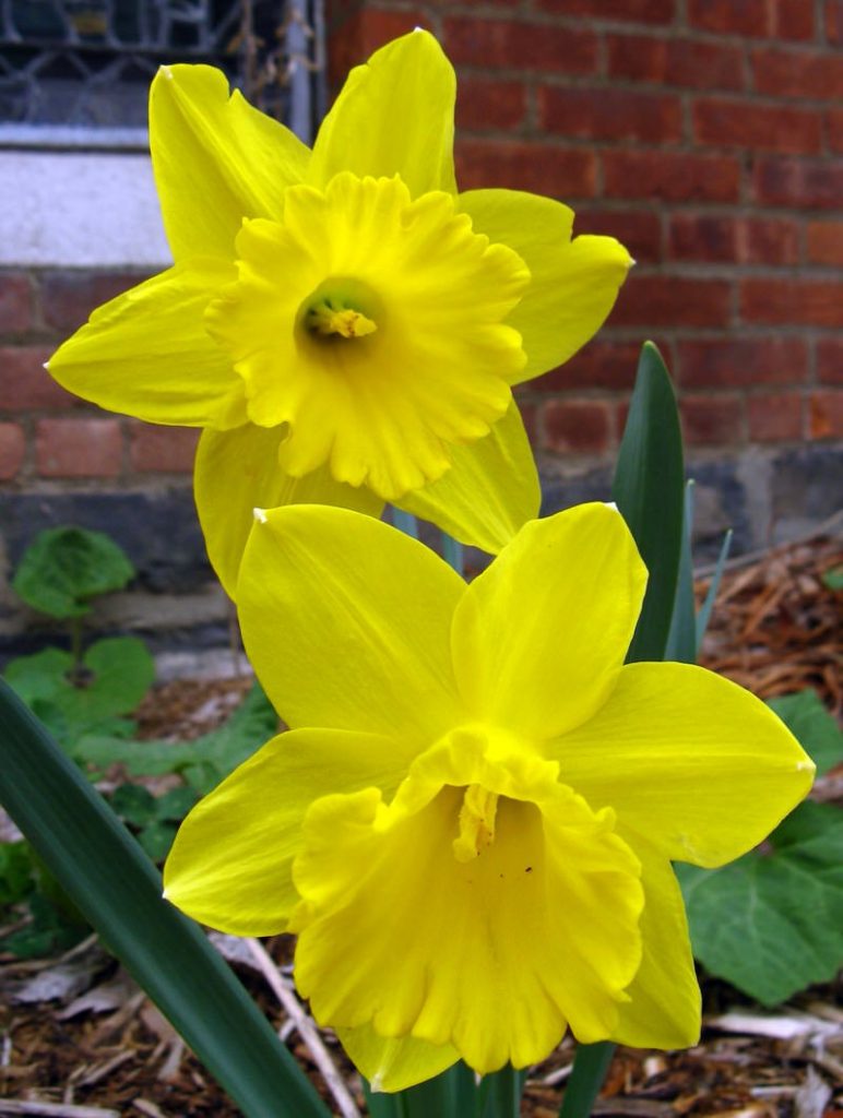 Top 10 Beautiful but Poisonous Flowers in the World The Mysterious World