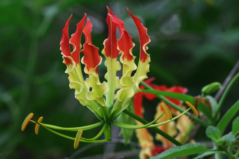 Top 10 Most Expensive Flowers in the World The Mysterious World