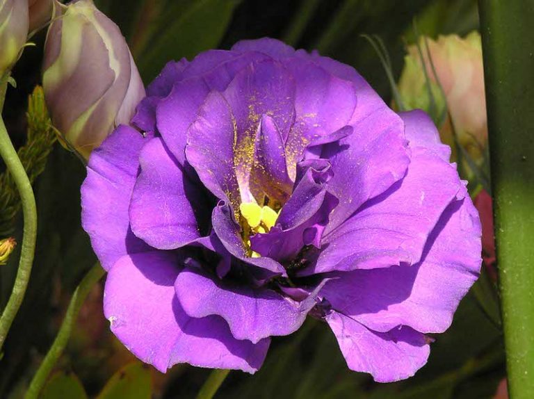 Top 10 Most Expensive Flowers in the World The Mysterious World