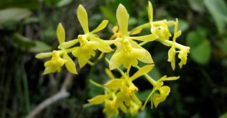 Montserrat Orchid
