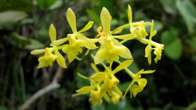 Top 10 Rarest Orchids in the World - The Mysterious World