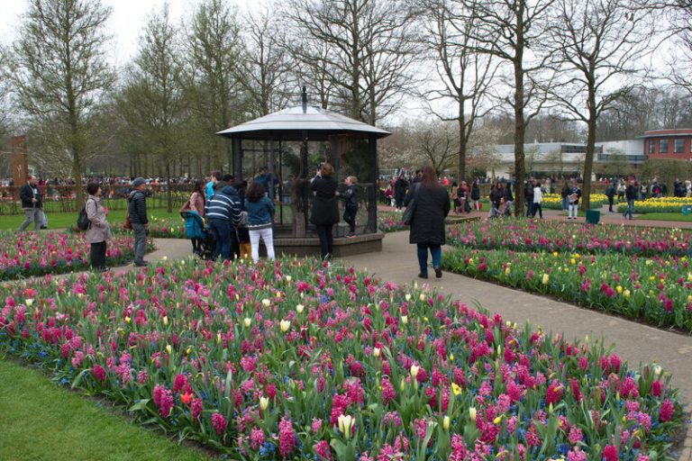 Top 10 Flower Exporting Countries in the World The Mysterious World