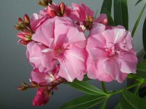 Oleander