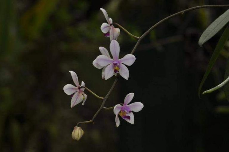 Top 10 Rarest Orchids In The World - The Mysterious World