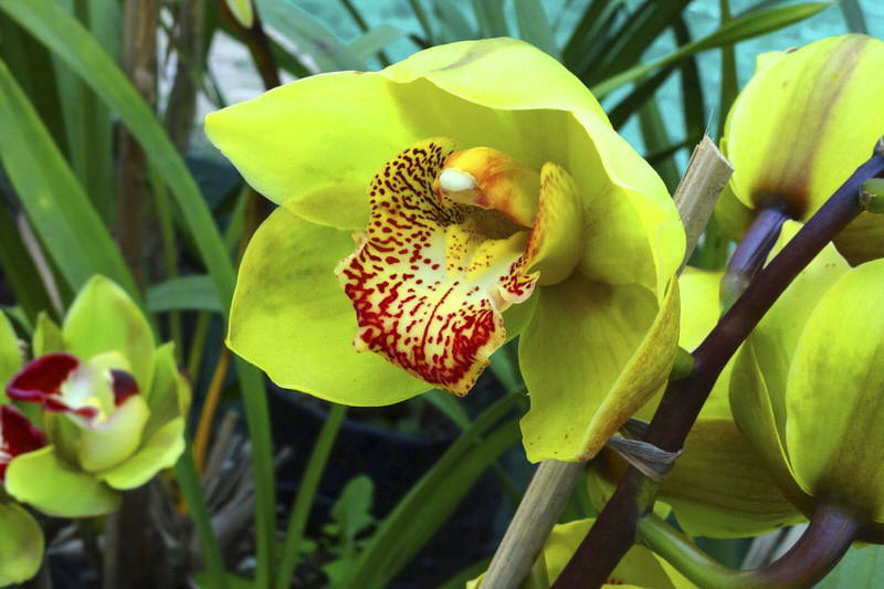 Shenzhen Nongek Orchid