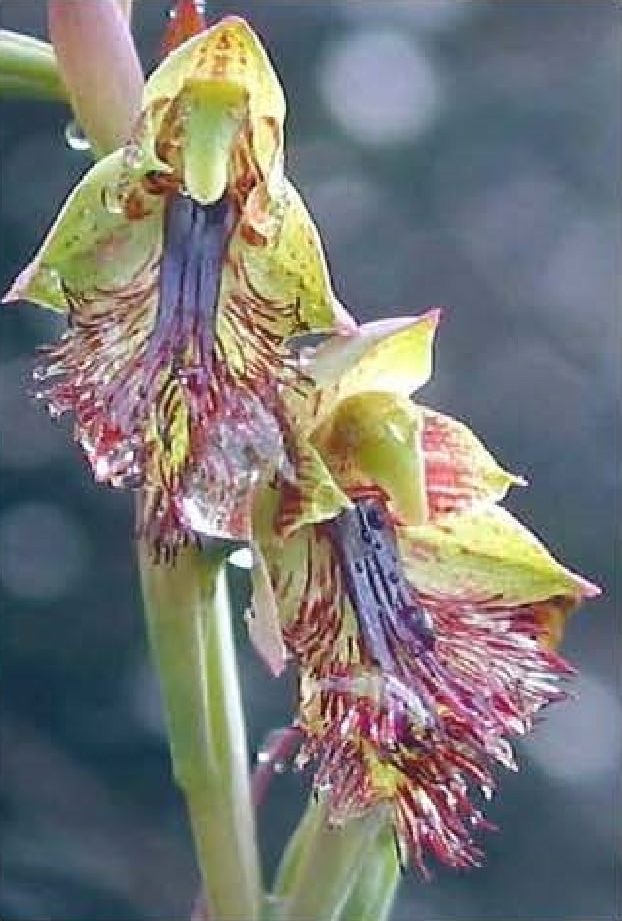 calochilus cupreus