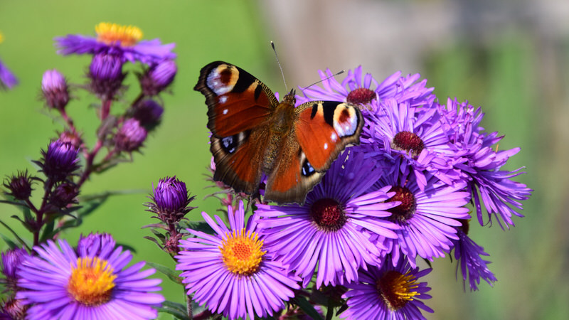 Aster