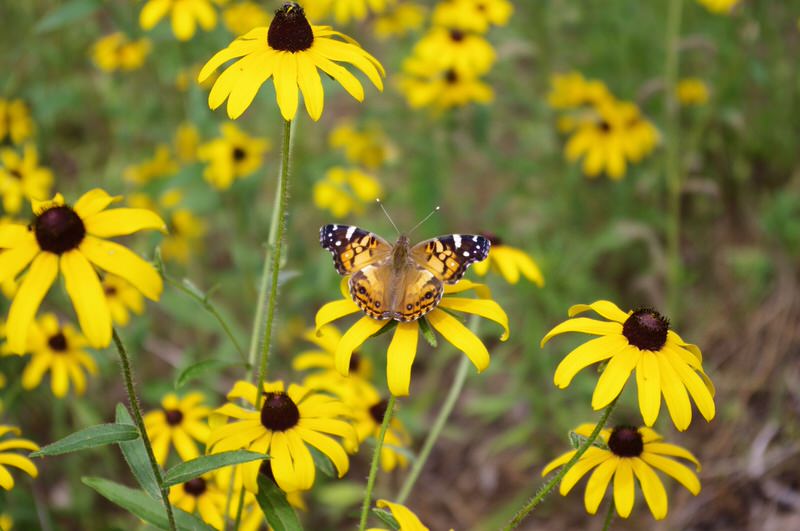 Black eyed susan