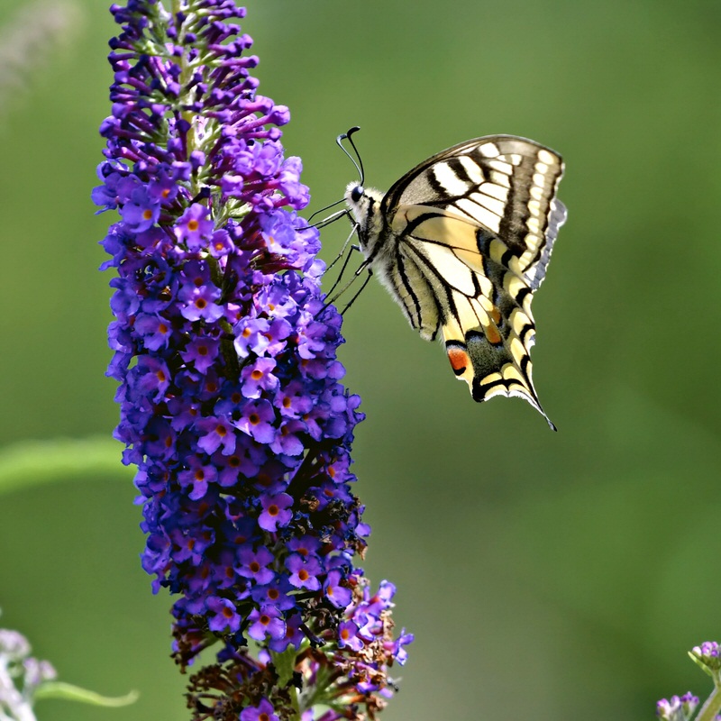 Butterfly bush