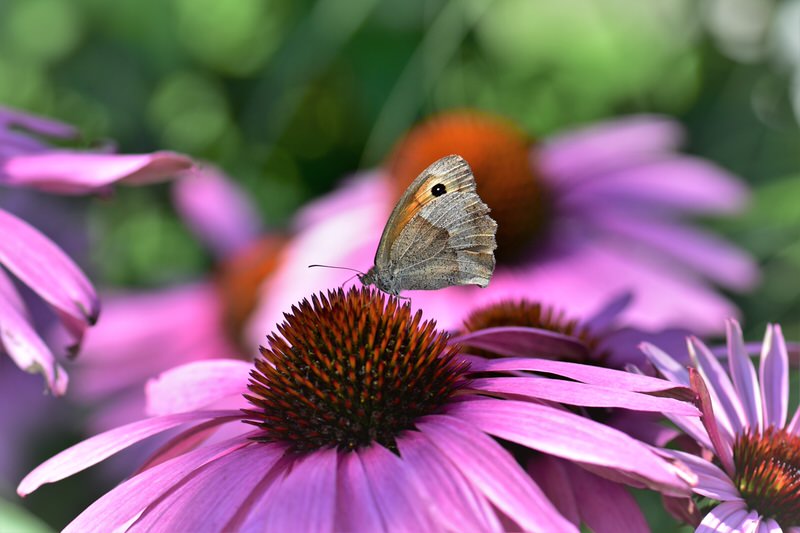 Cone flower