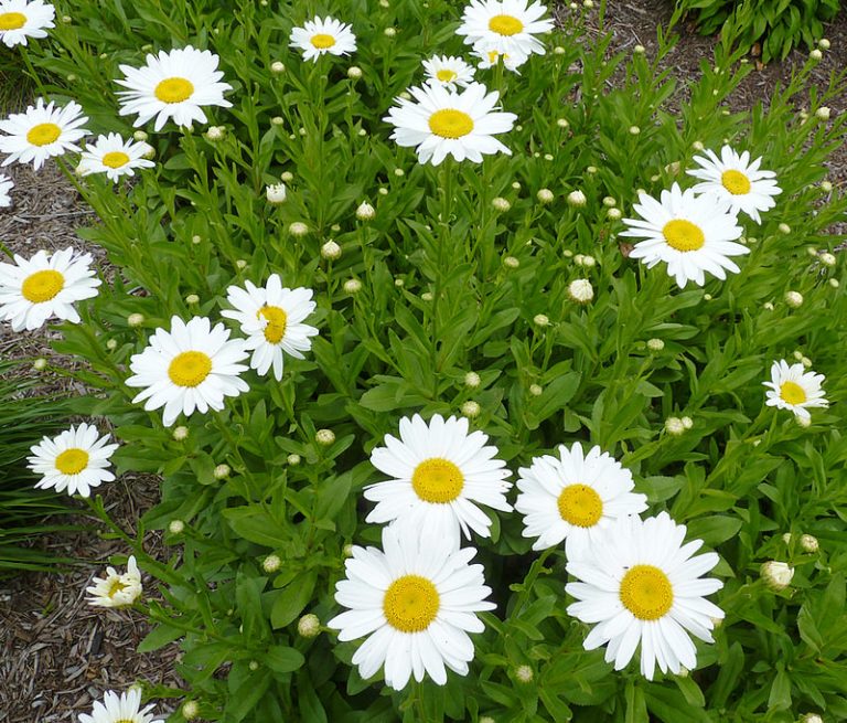 Top 10 Medicinal Flowers to Grow in your Herb Garden The Mysterious World