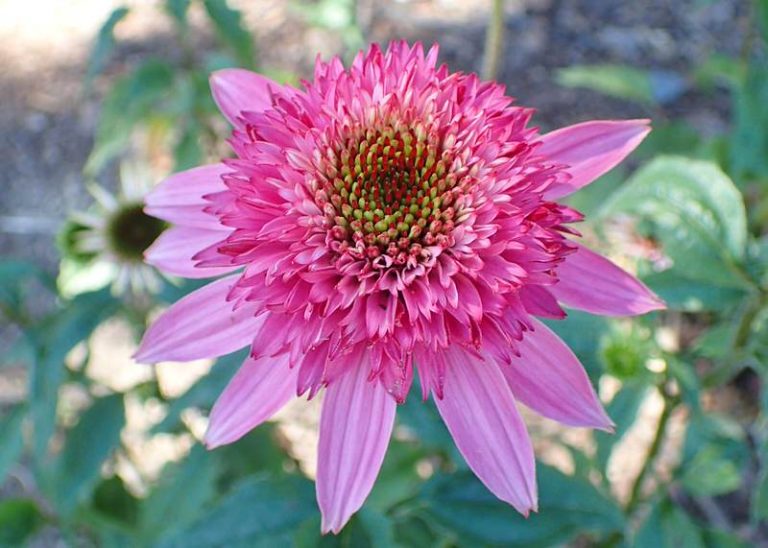 Top 10 Medicinal Flowers to Grow in your Herb Garden The Mysterious World