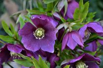 Hellebore