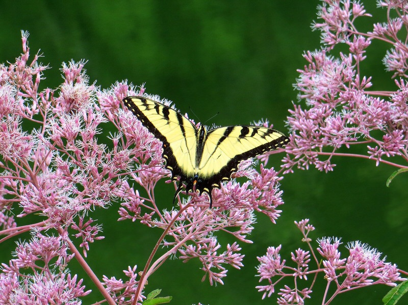 Joe pye weed