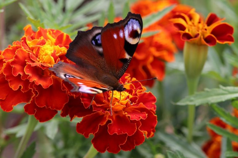 Top 10 Flowers that Attract Butterflies The Mysterious World