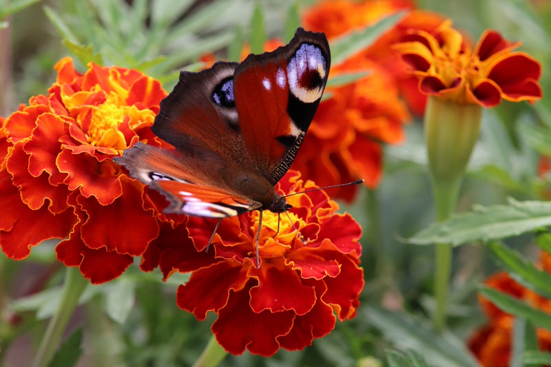 Marigold