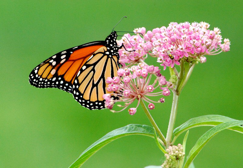 Milkweed