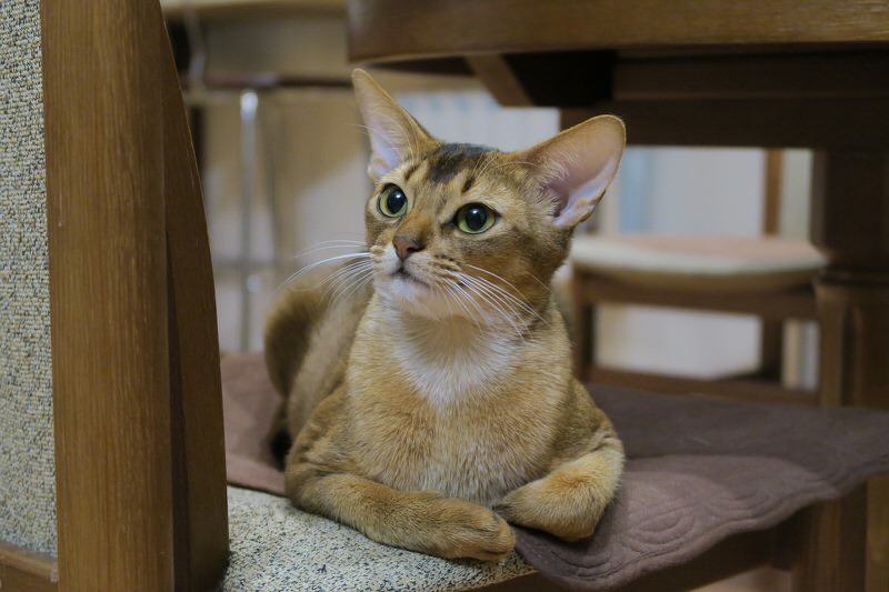 Abyssinian