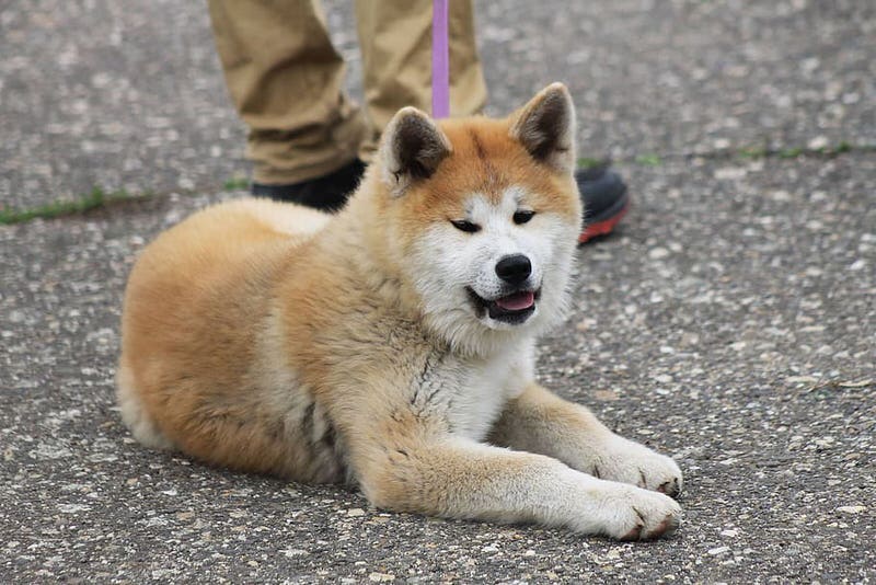 Akita