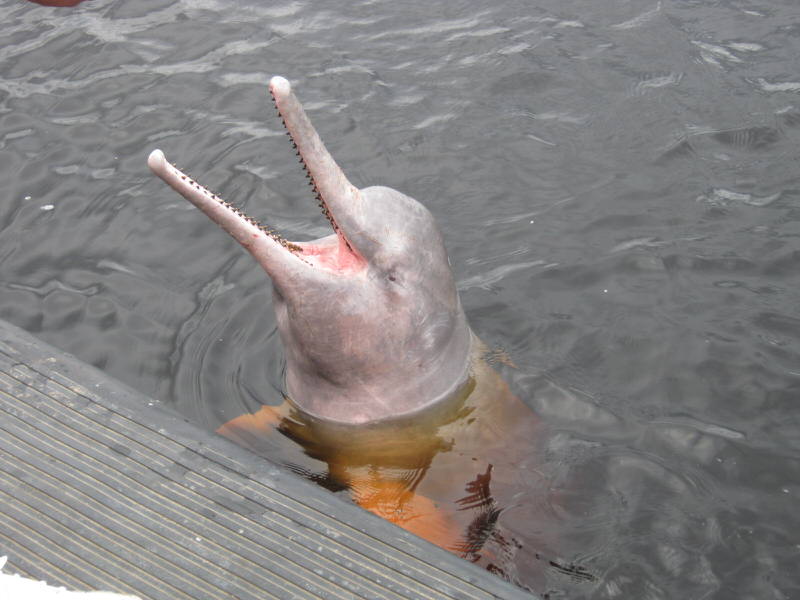 Amazon River Dolphin