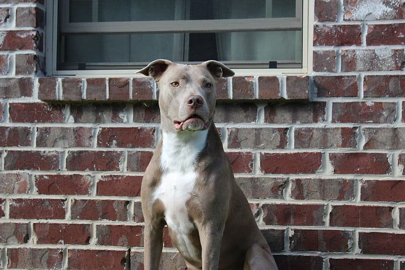 American Pitbull Terrier