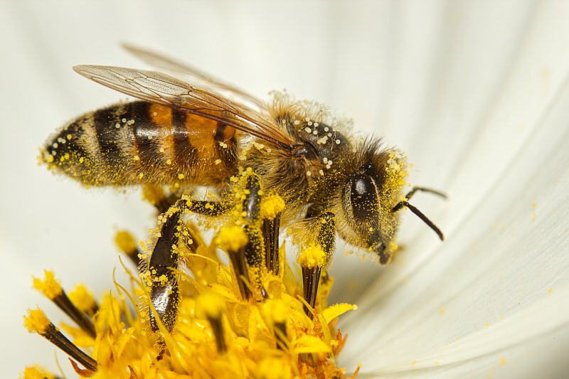 Bee