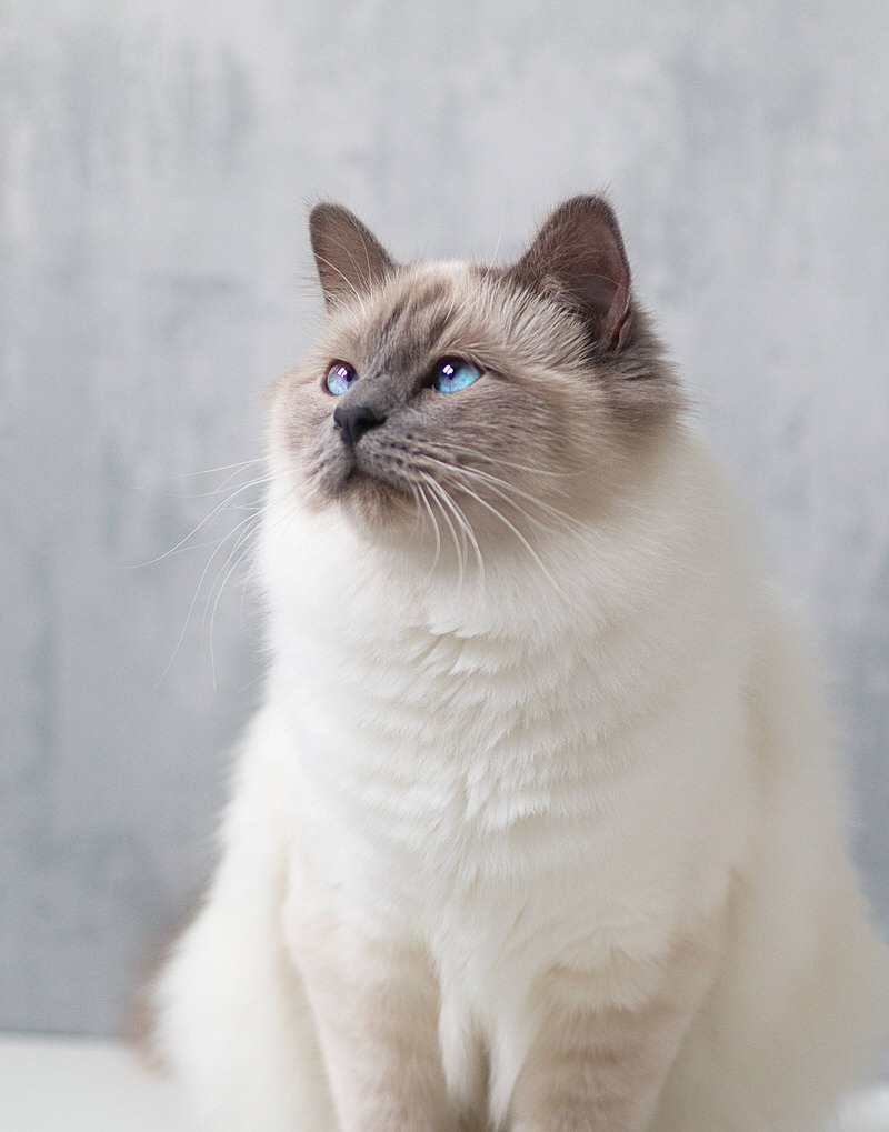 Birman