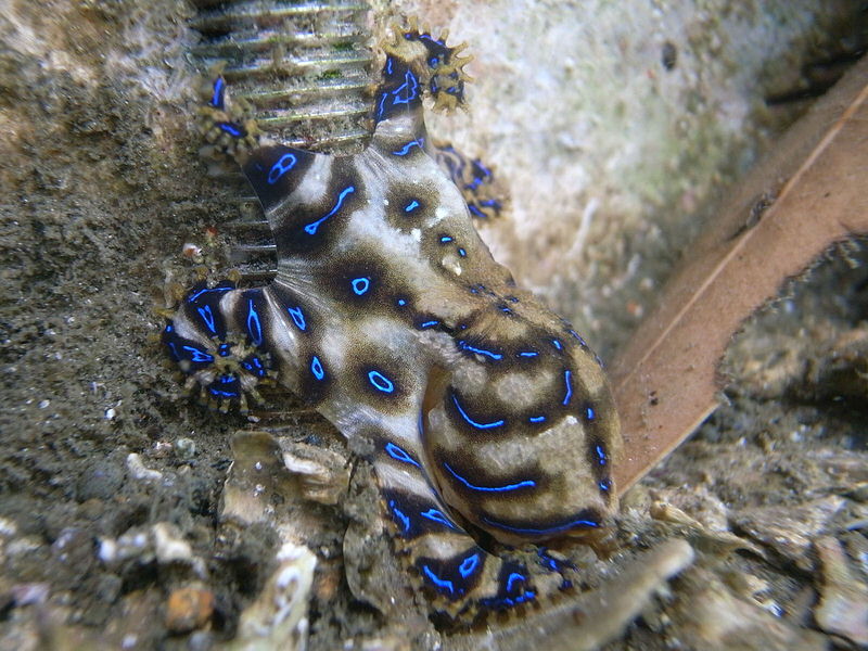 Blue Ringed octopus