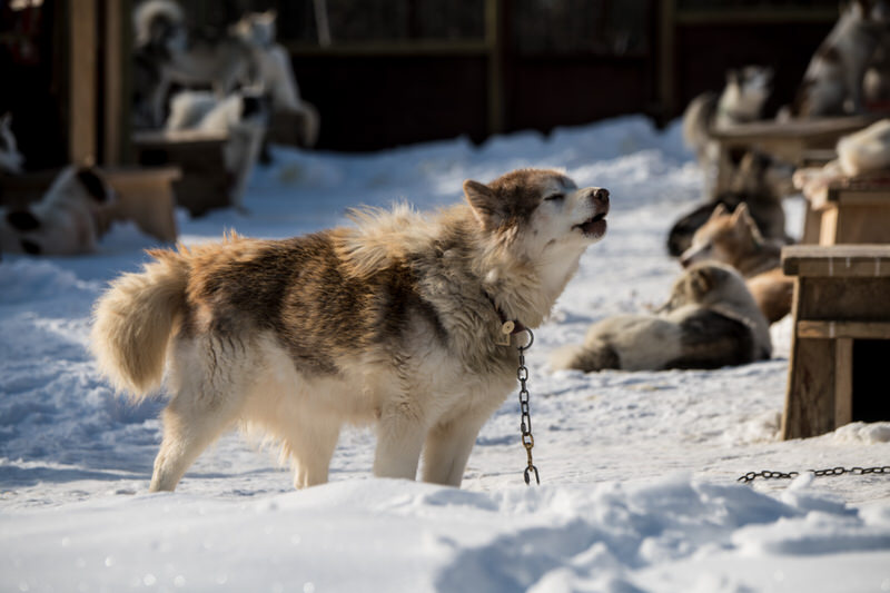 Canadian Eskimo