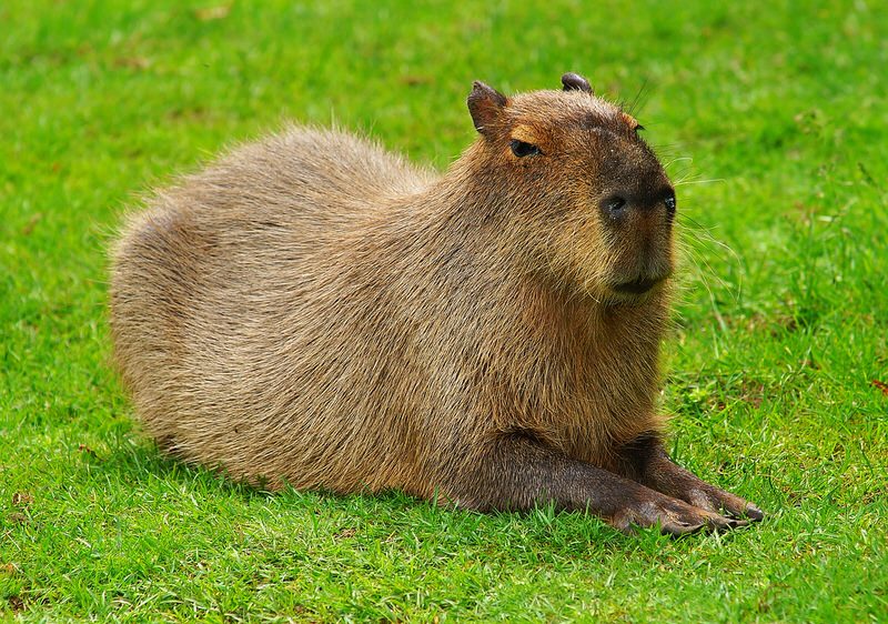 Capybara