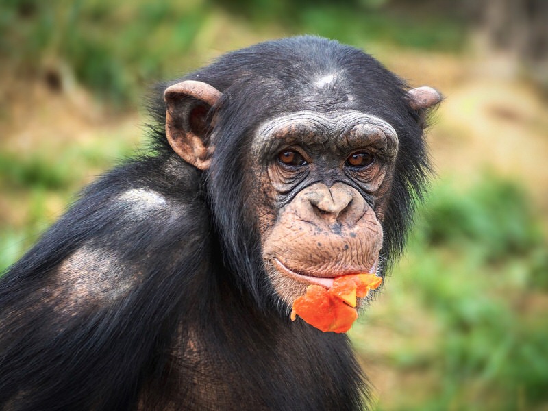 Chimpanzee