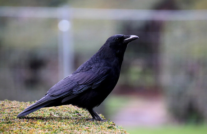 Crow