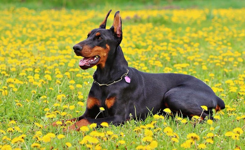 Doberman Pinscher